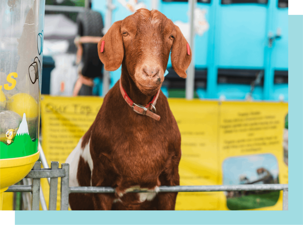 Queen's Park Food Festival Glasgow