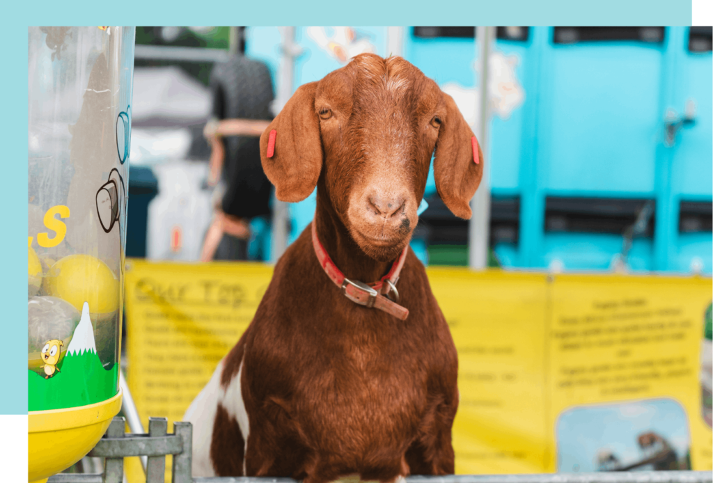 Queen's Park Food Festival Glasgow